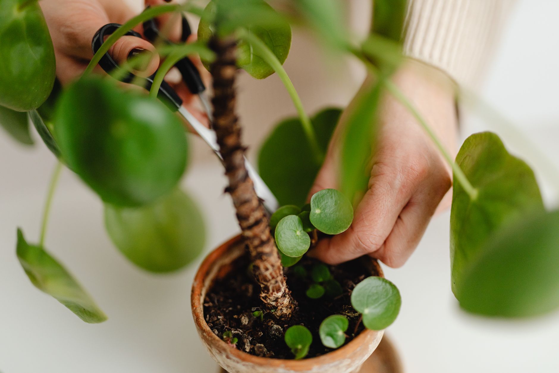 A small plant growing out of coins, symbolizing financial growth and stability.