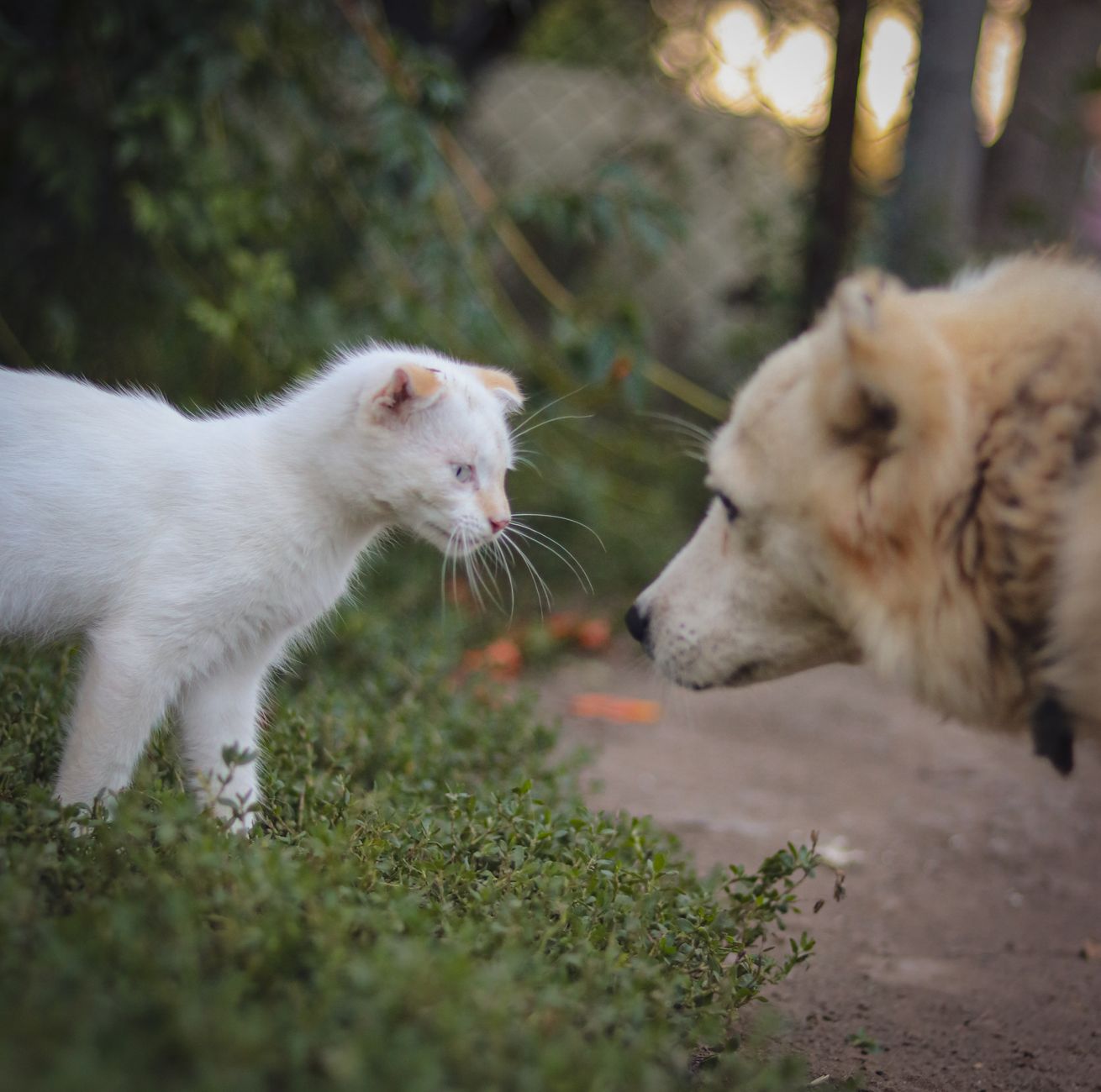 A side-by-side illustration of a dog and cat with check marks and dollar signs showing cost-benefit analysis